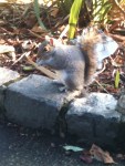 squirrel pic 6