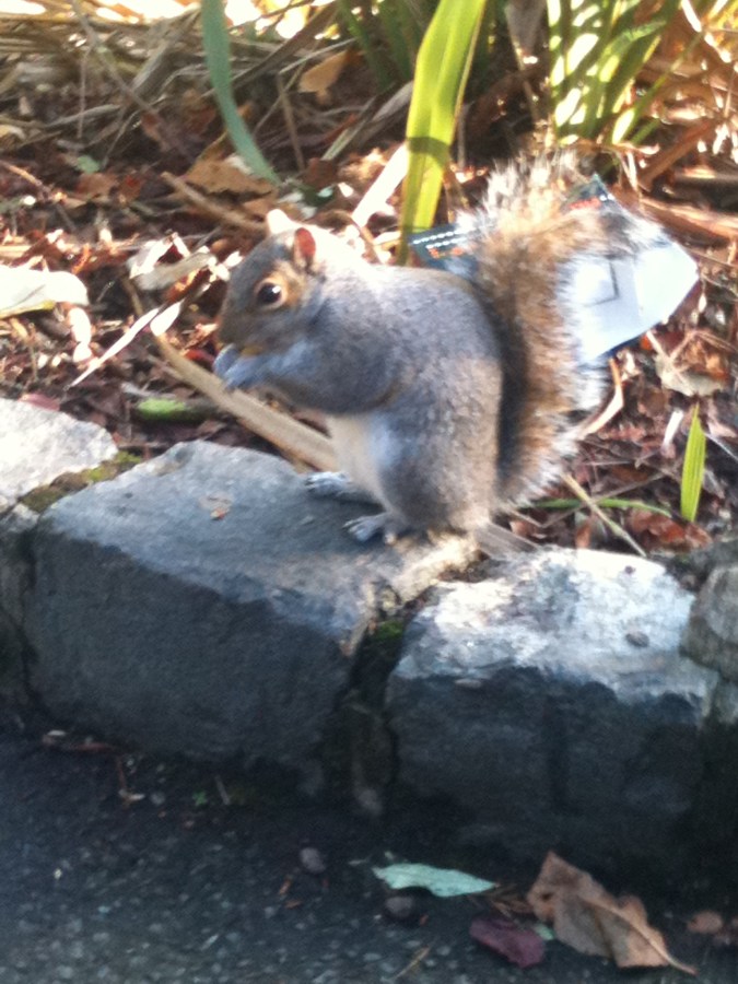 squirrel pic 6
