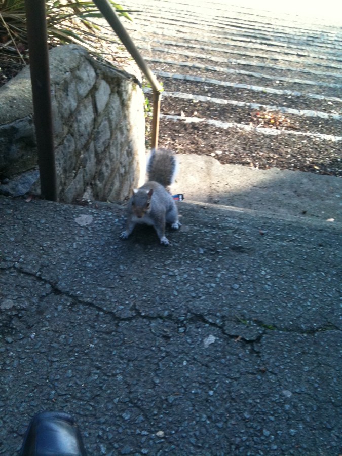 squirrel pic 2