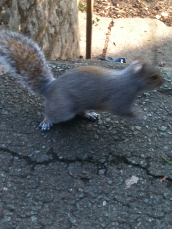 squirrel pic 5